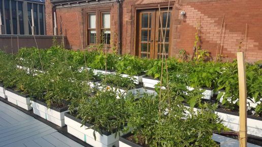 Rooftop biotop planters